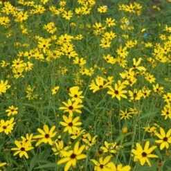 Gold Standard Coreopsis -Floral Haven Store coreopsis gold standard northcreek cropped