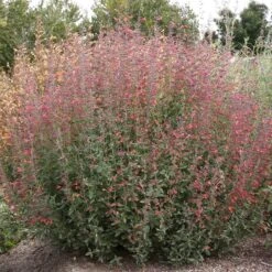 Coronado® Red Agastache 7 Coronado® Red Agastache -Floral Haven Store coronado red agastache full plant