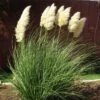 Dwarf Pampas Grass -Floral Haven Store cortaderia selloana pumila 2