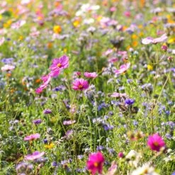 Dry Area Wildflower Seed Mix 9 Dry Area Wildflower Seed Mix -Floral Haven Store cosmos bachelor buttons meadow