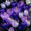 Blue Moon Dutch Crocus Mix -Floral Haven Store crocus blue moon mix