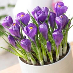 Remembrance Dutch Crocus -Floral Haven Store crocus remembrance visi75695