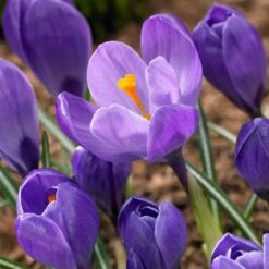 Remembrance Dutch Crocus -Floral Haven Store crocus remembrance visi86705