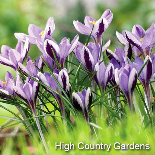 Spring Beauty Snow Crocus 4 Spring Beauty Snow Crocus - Image 2