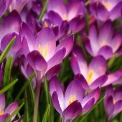 Tommasini's Ruby Giant Crocus 11 Tommasini's Ruby Giant Crocus -Floral Haven Store crocus tommasinianus bulbs ruby giant 39150 1 web