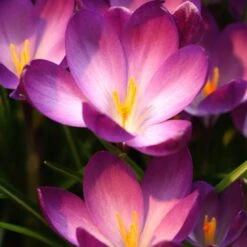 Tommasini's Ruby Giant Crocus 10 Tommasini's Ruby Giant Crocus -Floral Haven Store crocus tommasinianus bulbs ruby giant 39150 2 web