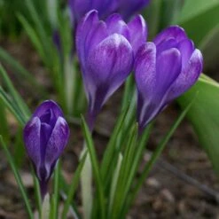 Tommasini's Ruby Giant Crocus 13 Tommasini's Ruby Giant Crocus -Floral Haven Store crocus tommasinianus bulbs ruby giant 39150 3 web