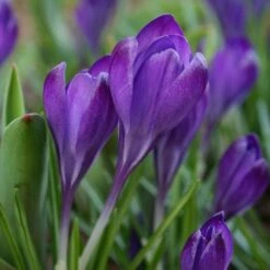 Tommasini's Ruby Giant Crocus 12 Tommasini's Ruby Giant Crocus -Floral Haven Store crocus tommasinianus bulbs ruby giant 39150 4 web