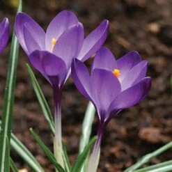 Tommasini's Ruby Giant Crocus 14 Tommasini's Ruby Giant Crocus -Floral Haven Store crocus tommasinianus bulbs ruby giant 39150 5 web