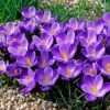 Remembrance Dutch Crocus 1 Remembrance Dutch Crocus -Floral Haven Store crocusremembrance4 1