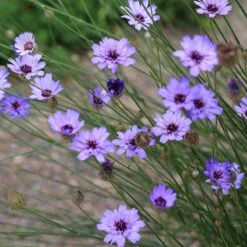 Floral Haven Store 36 Floral Haven Store -Floral Haven Store cupids dart catananche caerulea flowers