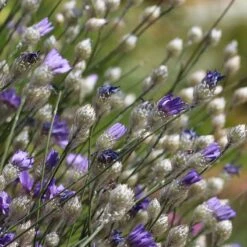 Cupid's Dart (Catanache) 9 Cupid's Dart (Catanache) -Floral Haven Store cupids dart catananche caerulea garden before bloom