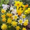 Rock Garden Daffodil Mix -Floral Haven Store daffodil narcissus rock garden mixture