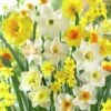 Fragrant Daffodil Mix -Floral Haven Store daffodilfragrantmix