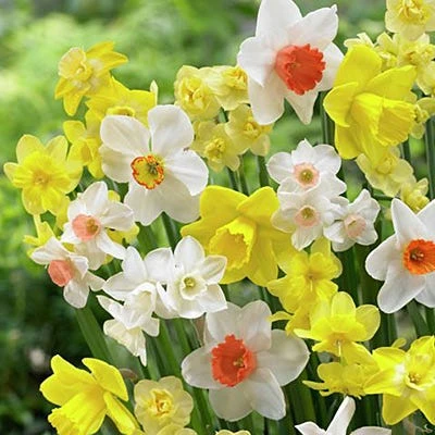 Fragrant Daffodil Mix 4 Fragrant Daffodil Mix - Image 2