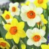 Large Cupped Daffodil Mix 2 Large Cupped Daffodil Mix -Floral Haven Store daffodillargecuppedmix6
