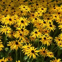 Floral Haven Store -Floral Haven Store deams black eyed susan rudbeckia fulgida var deamii garden flowers
