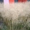 Gold Dew Tufted Hair Grass -Floral Haven Store deschampsia cespitosa goldtau hoffman cropped 3 2