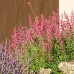 Desert Sunrise® Agastache -Floral Haven Store desert sunrise agastache rock garden
