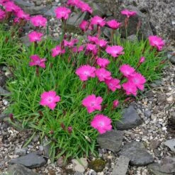 Kahori Pink® Dianthus -Floral Haven Store dianthus kahor pink