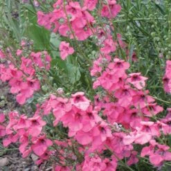 Floral Haven Store 5 Floral Haven Store -Floral Haven Store diascia integerrima 42410 1 web