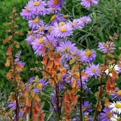 Floral Haven Store -Floral Haven Store digitalis ocscura with aster cropped