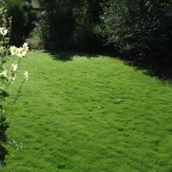 Dog Tuff™ Grass Plugs 17 Dog Tuff™ Grass Plugs -Floral Haven Store dog tuff grass plug lawn