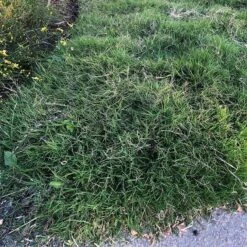 Dog Tuff™ Grass Plugs 16 Dog Tuff™ Grass Plugs -Floral Haven Store dog tuff grass plugs close