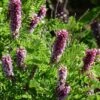 Dwarf Leadplant (Amorpha) -Floral Haven Store dwarf leadplant amorpha amorpha nana flowers