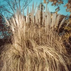 Dwarf Pampas Grass -Floral Haven Store dwarf pampas grass winter