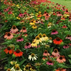 Cheyenne Spirit Echinacea -Floral Haven Store echinacea cheyenne spirit 600