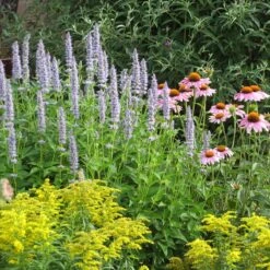 Blue Fortune Agastache -Floral Haven Store echinacea purpurea agastache blue fortune solidago
