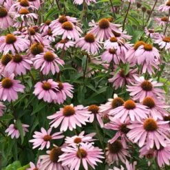 Magnus Echinacea -Floral Haven Store echinacea magnus garden flowers 1