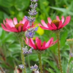 Floral Haven Store 86 Rocky Top Echinacea