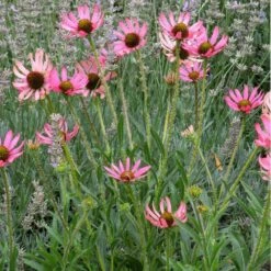Floral Haven Store -Floral Haven Store echinacea tennessensis rocky top web