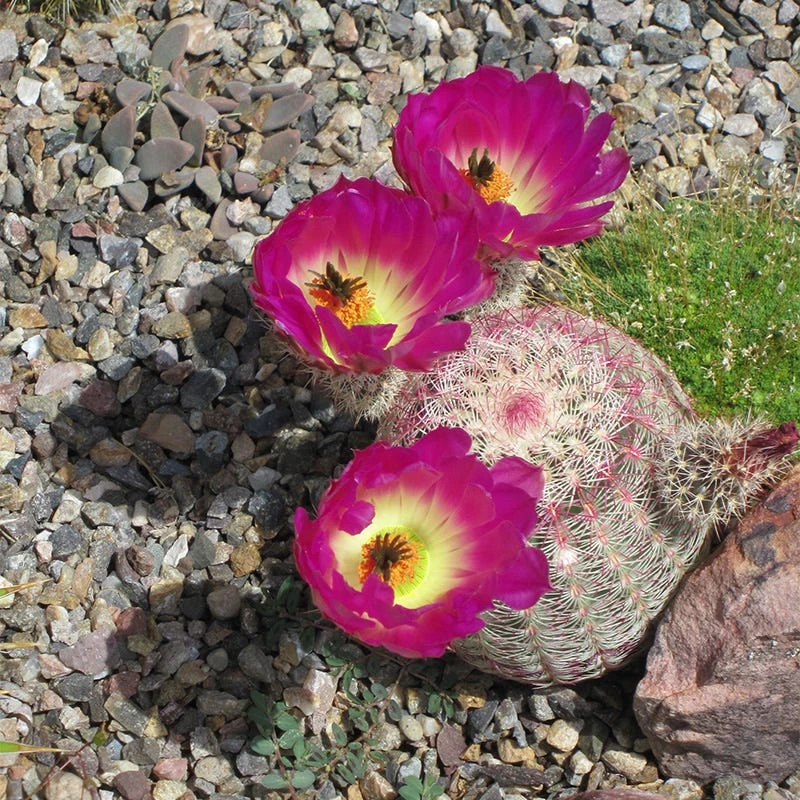 Rainbow Hedgehog Cactus 4 Rainbow Hedgehog Cactus - Image 2