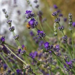 Floral Haven Store 76 Buena Vista English Lavender