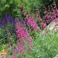 Coconino County Desert Penstemon -Floral Haven Store emmis oure penstemon coconino county 3 cropped 1