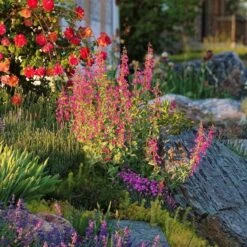 Coconino County Desert Penstemon -Floral Haven Store emmis oure penstemon coconino county 6 cropped 1