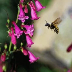Coconino County Desert Penstemon -Floral Haven Store emmis oure penstemon coconino county with bee cropped 1