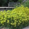 Kannah Creek® Sulphur Buckwheat -Floral Haven Store eriogonum umbellatum kanah creek 5