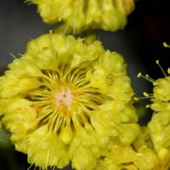 Kannah Creek® Sulphur Buckwheat -Floral Haven Store eriogonum umbellatum sulphurflower buckwheat 1