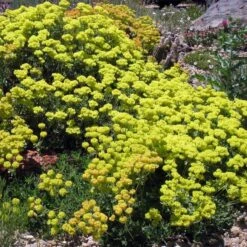 Kannah Creek® Sulphur Buckwheat -Floral Haven Store eriogonum umbellatum v aureum kanah creek 49695 1