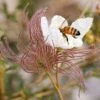 Apache Plume (Fallugia) 2 Apache Plume (Fallugia) -Floral Haven Store fallugia paradoxa bee seed head cropped