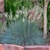 Siskiyou Blue Fescue Grass -Floral Haven Store festuca idahoensis siskiyou blue 4