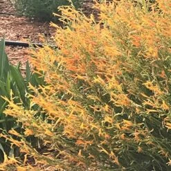 Floral Haven Store 74 FlowerKisser® Citrus Surprise Penstemon