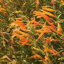 Floral Haven Store -Floral Haven Store flowerkisser citrus surprise penstemon 2