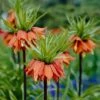 Red Crown Imperial -Floral Haven Store fritillariared 1