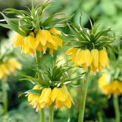 Yellow Crown Imperial -Floral Haven Store fritillariayellow1 1