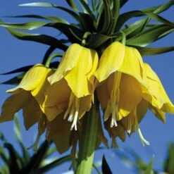 Yellow Crown Imperial -Floral Haven Store fritillariayellow 1